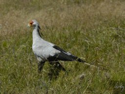 Seronera_and_Lobo2003-015